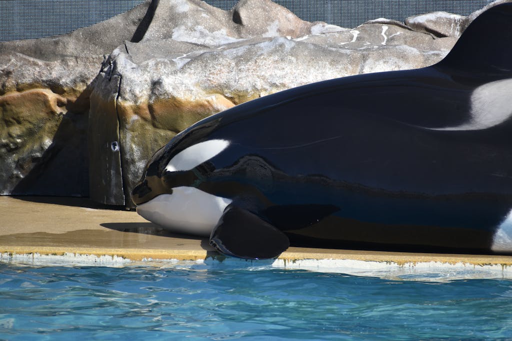 A close-up of an orca relaxing near the water at a zoo, showcasing its majestic black and white pattern.