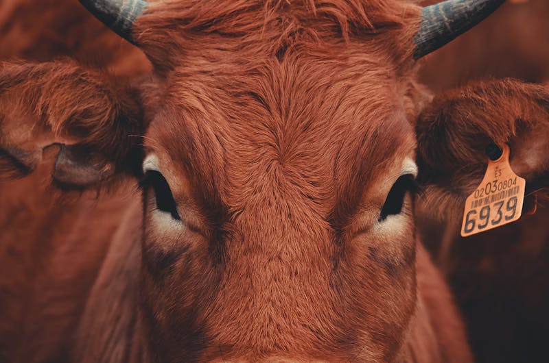 A close-up view of a brown cow with an ear tag standing on a farm, capturing its detailed features.
