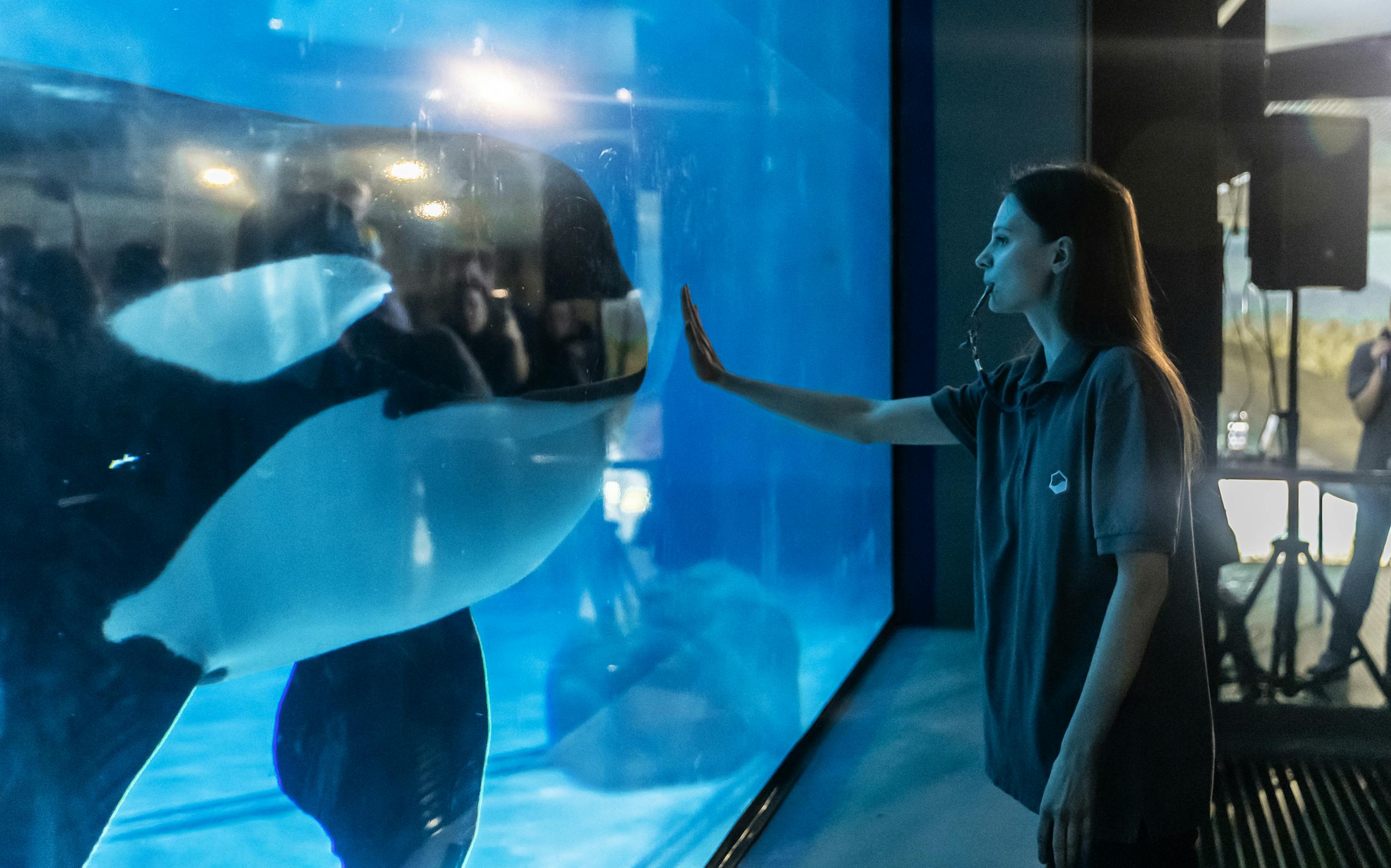 A woman interacts with a killer whale through aquarium glass.