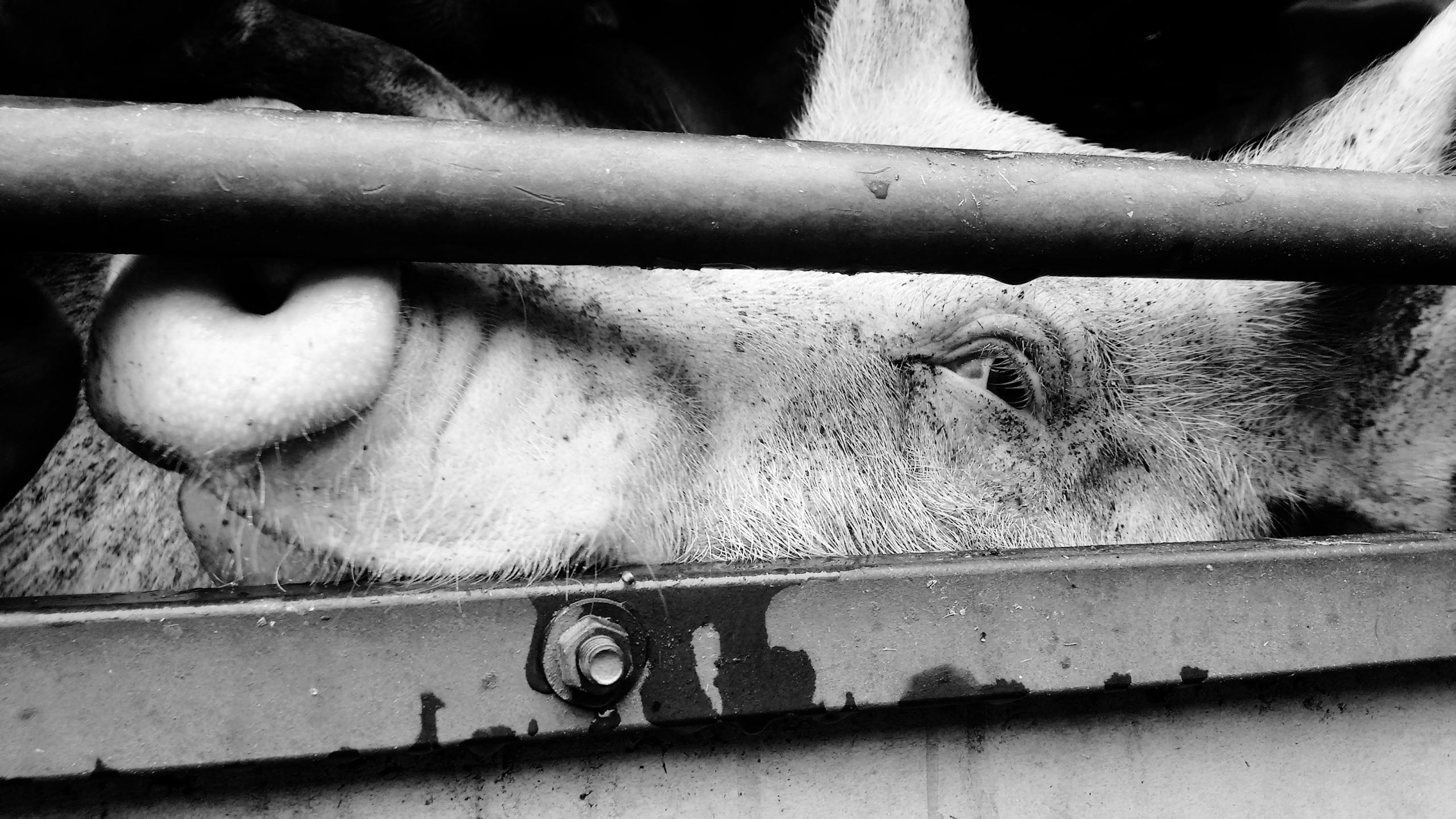 Grayscale close-up of a pig behind bars, highlighting animal emotions.