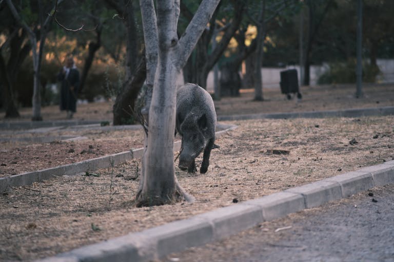 vaddisznó a városban