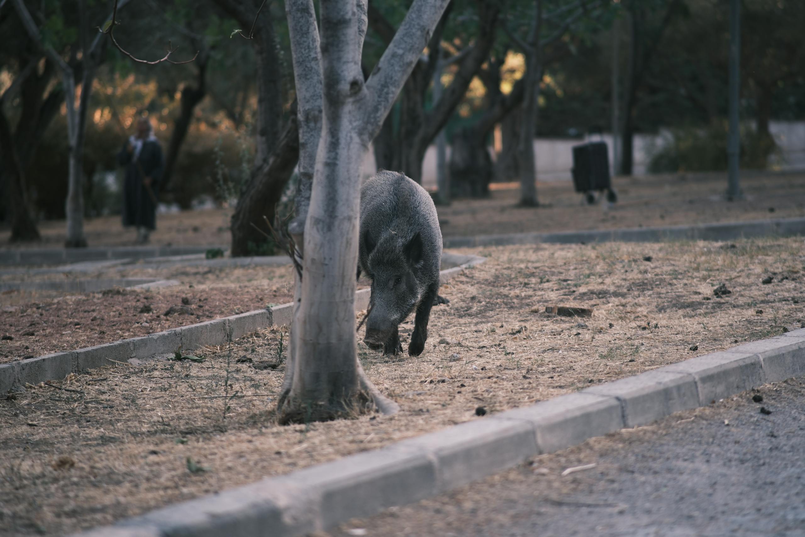 vaddisznó a városban