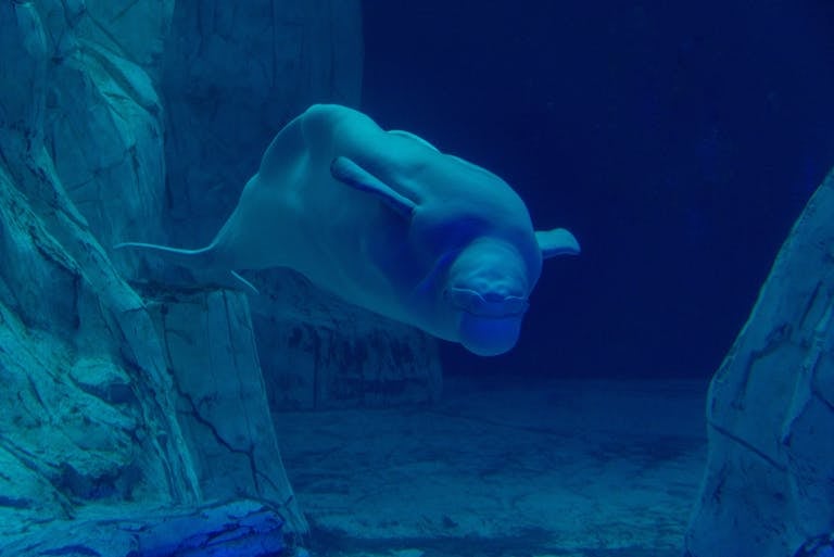A serene beluga whale swims gracefully underwater in a blue aquarium setting.