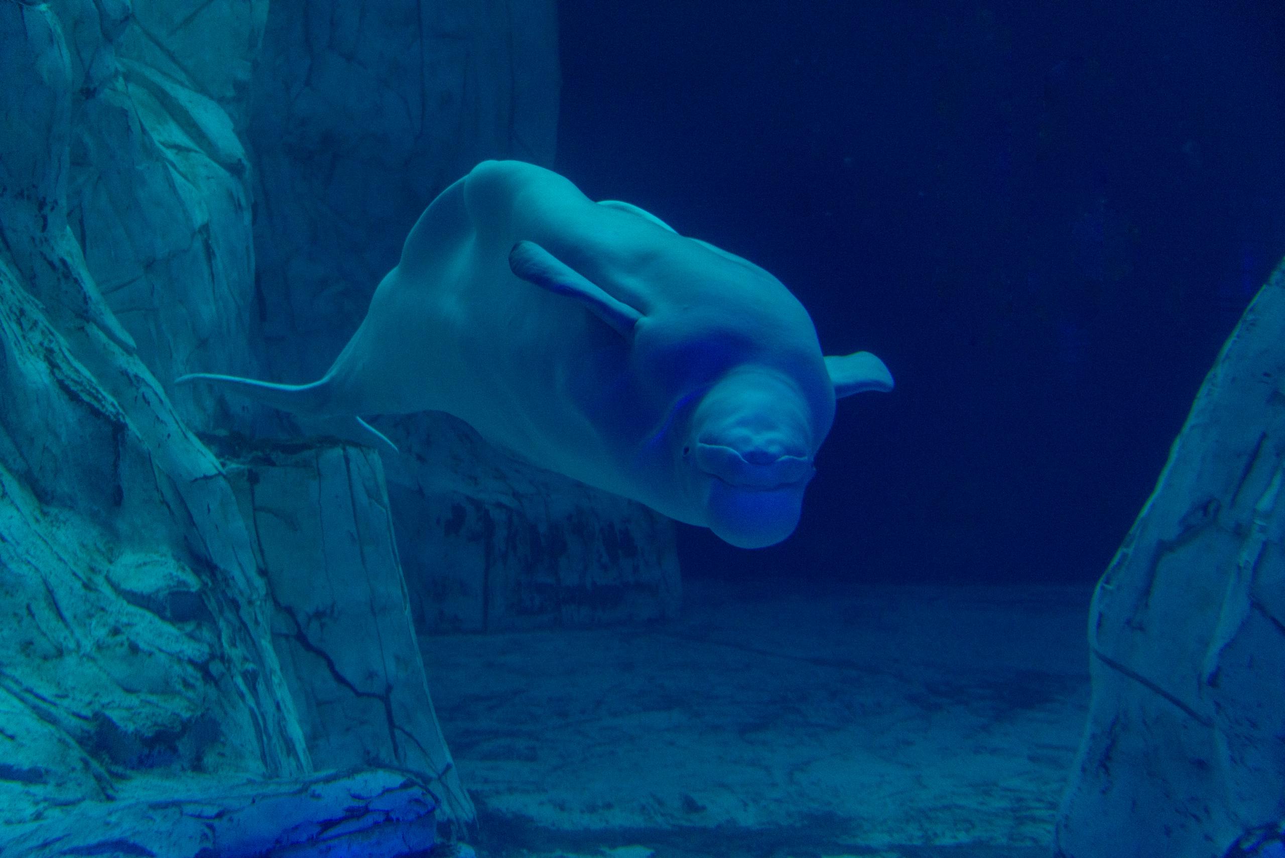 A serene beluga whale swims gracefully underwater in a blue aquarium setting.