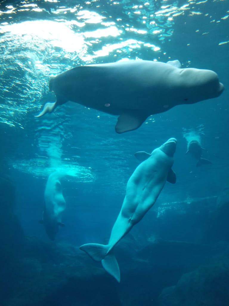 Majestic beluga whales swimming gracefully underwater in a serene aquatic environment.