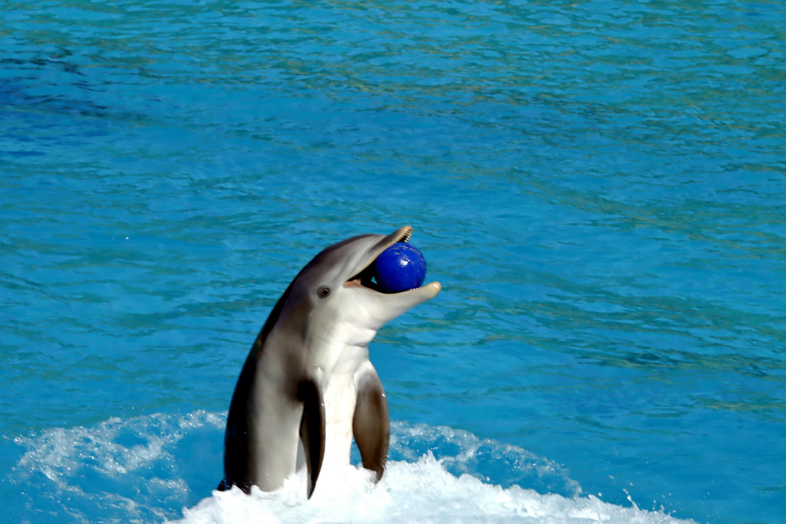 A dolphin joyfully playing with a blue ball in a pool, showing acrobatics.