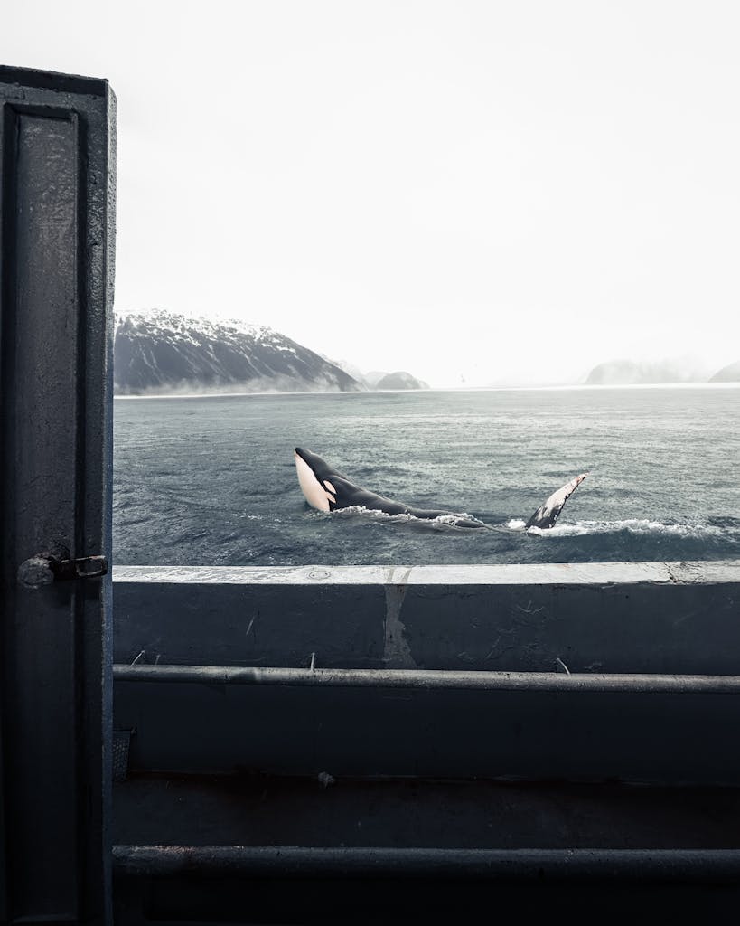 An orca surfaces in a calm fjord with snow-covered mountains in the background.