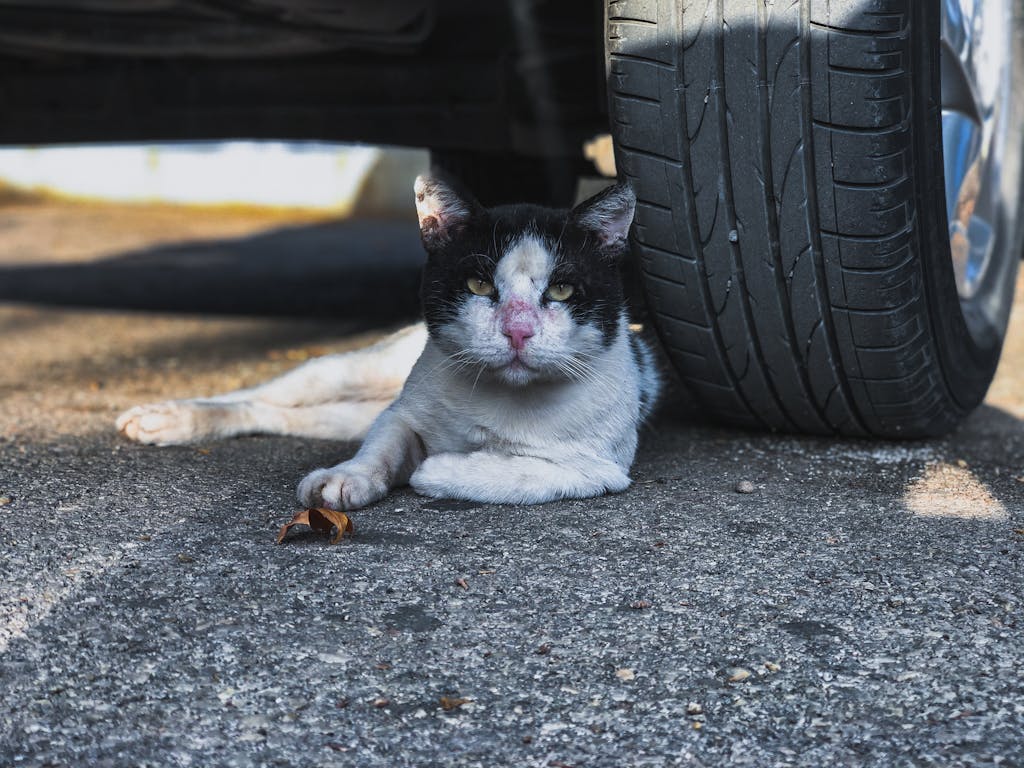 Kijárós macska veszélyei