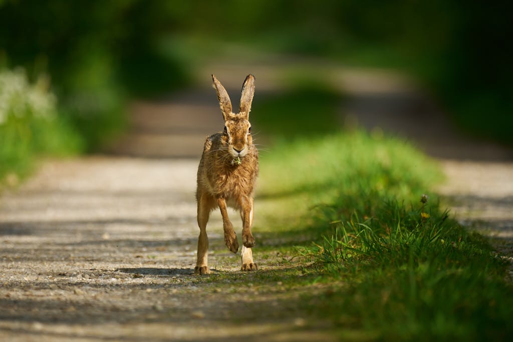A European hare running along a sunlit rural dirt path surrounded by greenery.