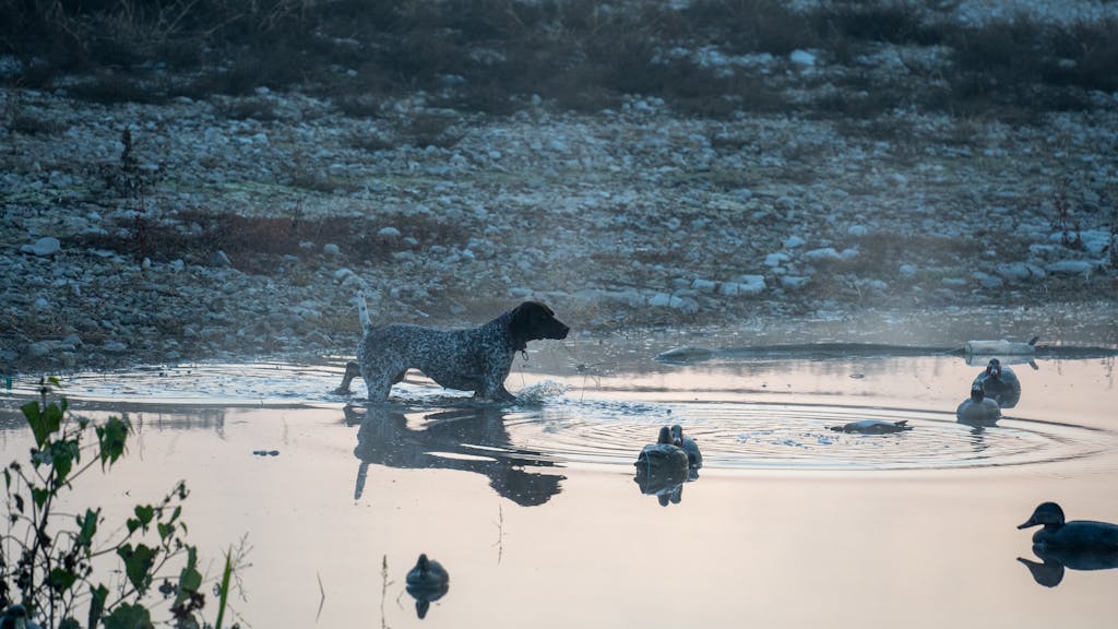 Póráz nélküli kutya a szabadban.
