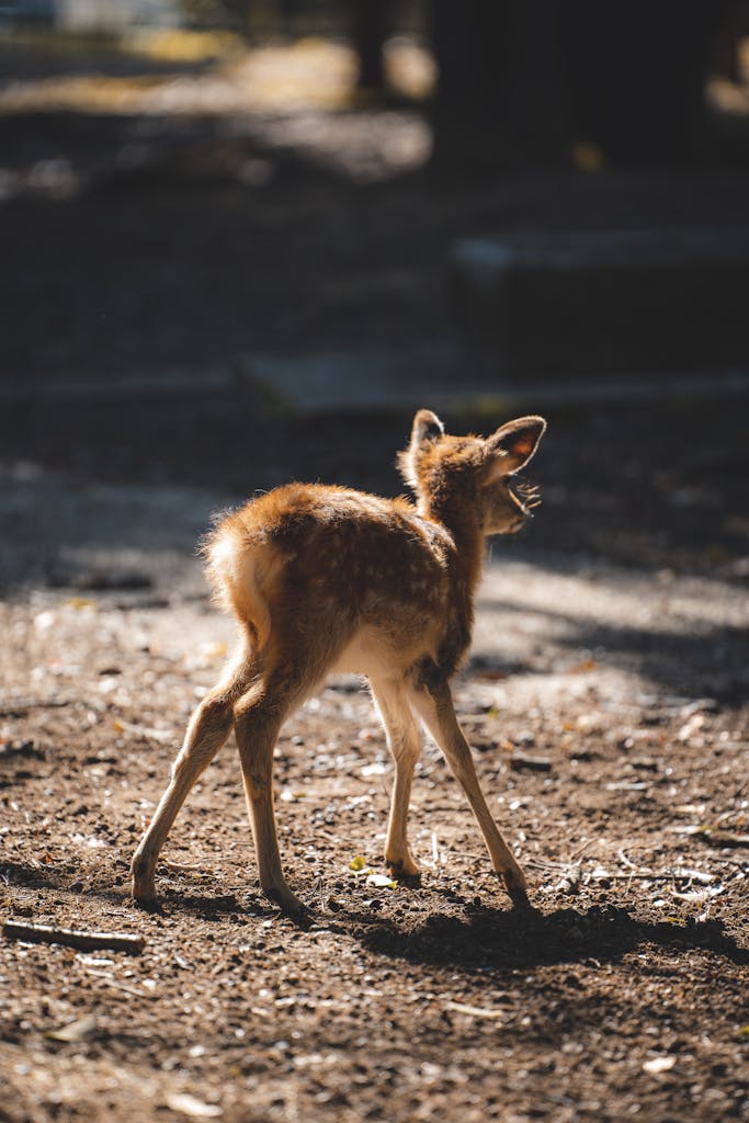 A young deer stands alone in a sunlit forest clearing, embodying the tender beauty of wildlife.