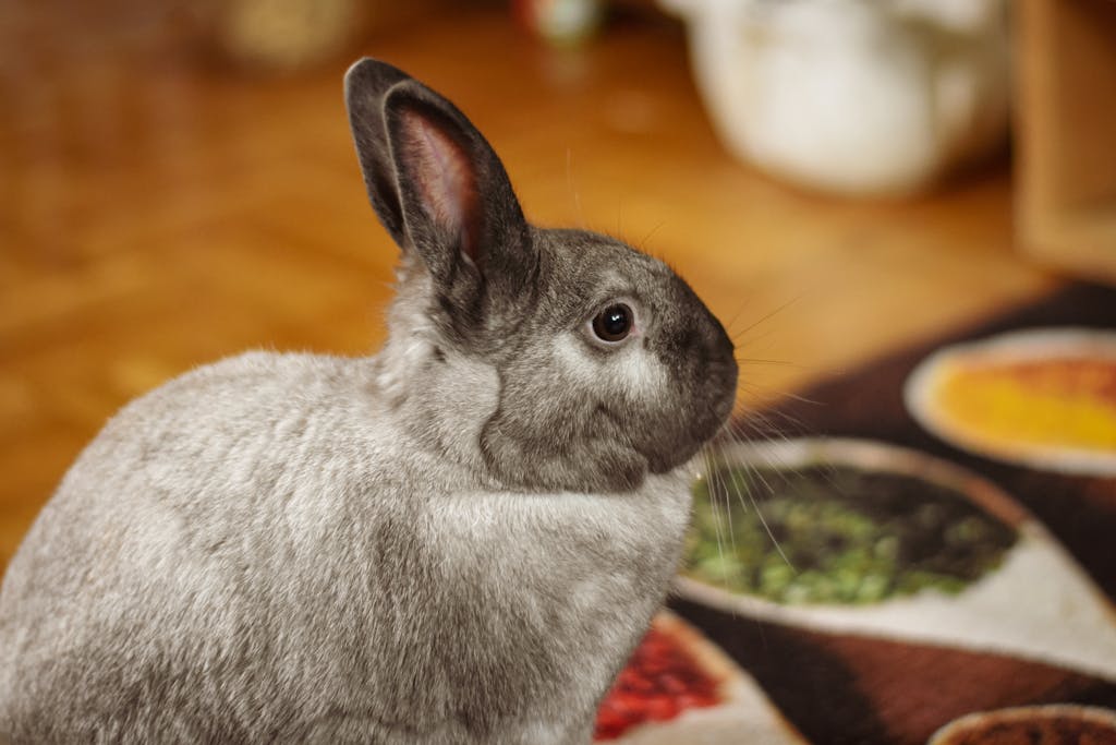 Ideális élettér egy nyuszi számára a ketrec helyett.