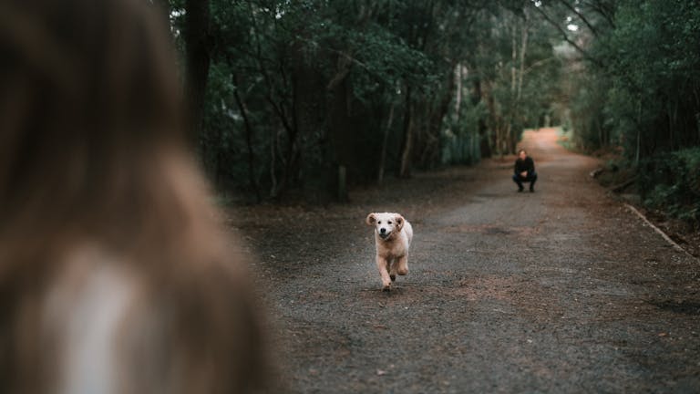 Energetic golden retriever puppy joyfully running on a forest path towards owner.
