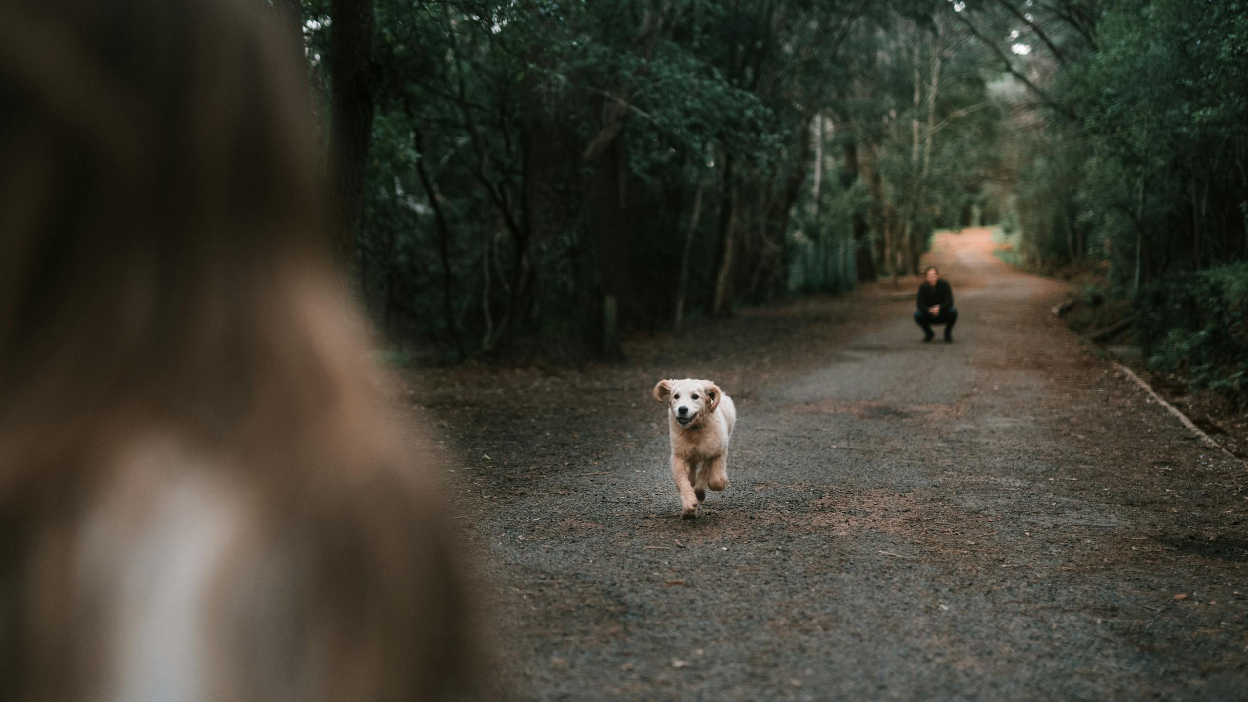 Energetic golden retriever puppy joyfully running on a forest path towards owner.