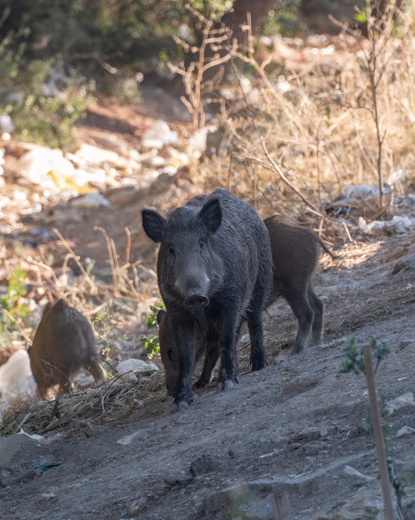 Wild boar with piglets wandering in the wilderness of Bornova, İzmir, Türkiye.